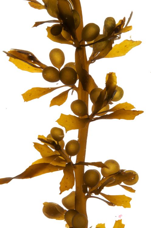 Sargassum Seaweedie Sargassum muticum
