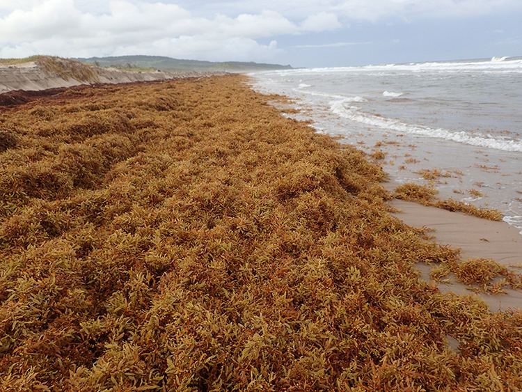 Sargassum Sargassum Inundates the Beaches of the Caribbean Mission Blue