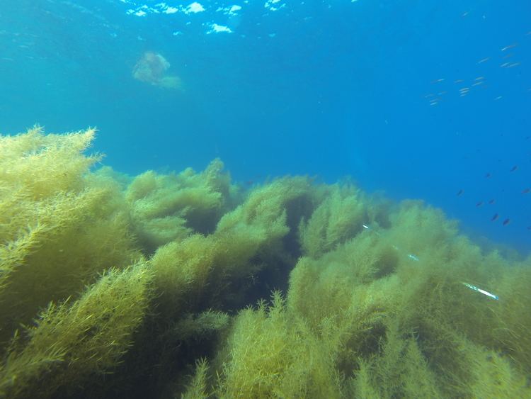 Sargassum horneri The Sargassum horneri Invasion at Catalina Island Coral Reef Ecology