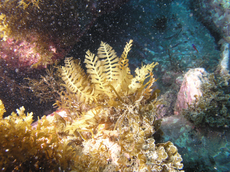 Sargassum horneri Pacific Rocky Intertidal Monitoring Trends and Synthesis