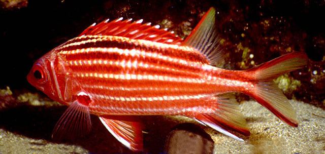 Sargocentron rubrum Fish Identification