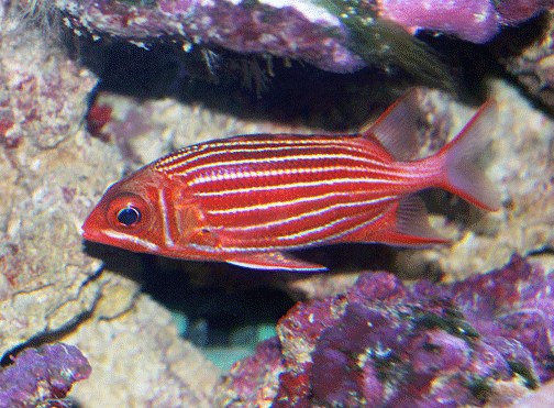 Sargocentron xantherythrum Sargocentron xantherythrum 39ala39ihi Hawaiian squirrelfish Fishes