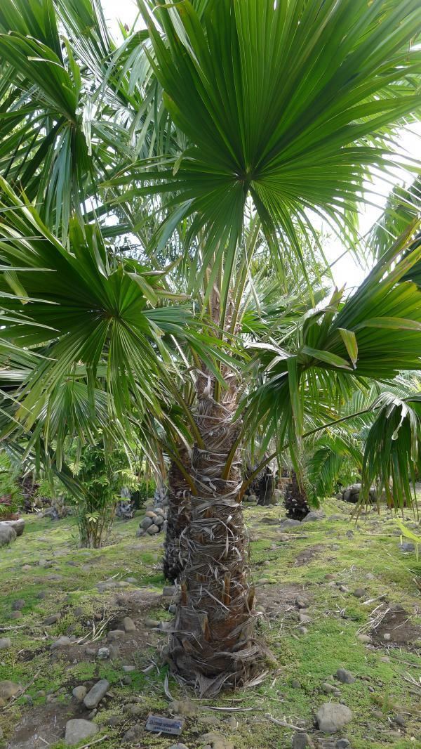 Saribus rotundifolius palmworldorg Saribus rotundifolius