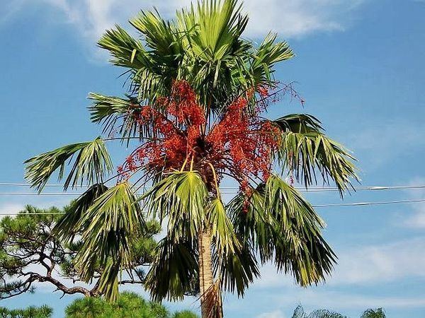 Saribus rotundifolius Saribus rotundifolia Palmpedia Palm Grower39s Guide