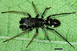 Sarinda (spider) httpsuploadwikimediaorgwikipediacommonsthu