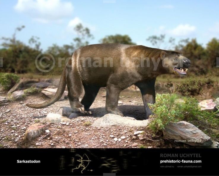 Sarkastodon prehistoricfaunacomimagecachedataSarkastodon