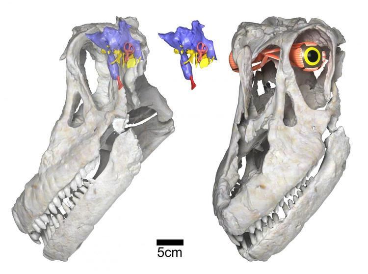 Sarmientosaurus discovered titanosaurian dinosaur from Argentina Sarmientosaurus