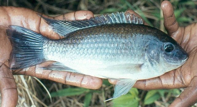 Sarotherodon wwwfishbaseseimagesspeciesSamvou1jpg