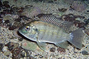 Sarotherodon Blackchin Tilapia Sarotherodon melanotheron