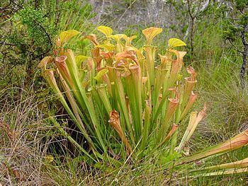 Sarracenia httpsuploadwikimediaorgwikipediacommonsthu