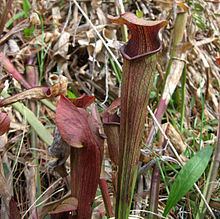 Sarracenia jonesii Sarracenia jonesii Wikipedia