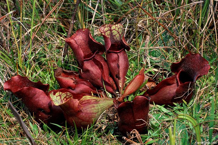 Sarracenia rosea The Carnivorous Plant FAQ Sarracenia rosea