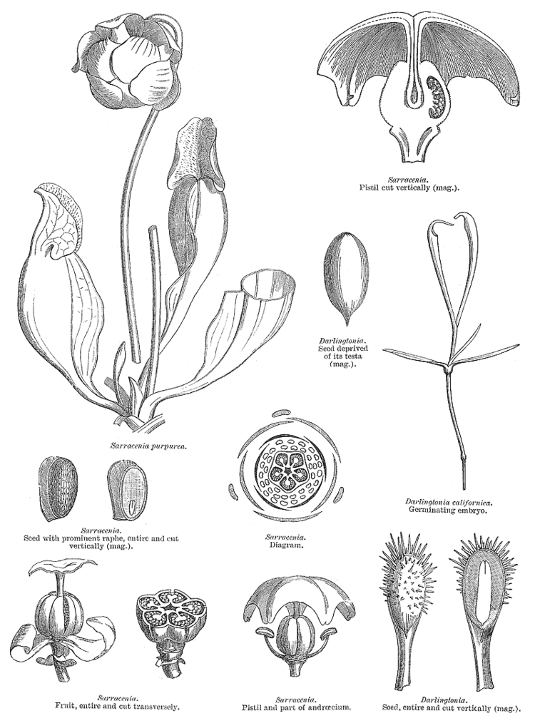 Sarraceniaceae deltaintkeycomangioimagessarra213gif