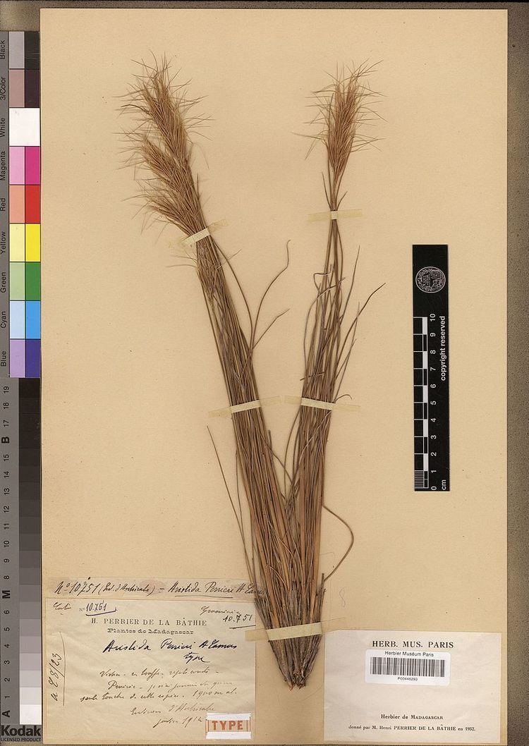 Sartidia perrieri