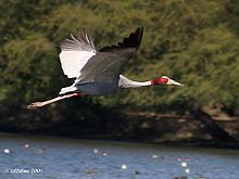 Sarus crane httpsuploadwikimediaorgwikipediacommonsthu