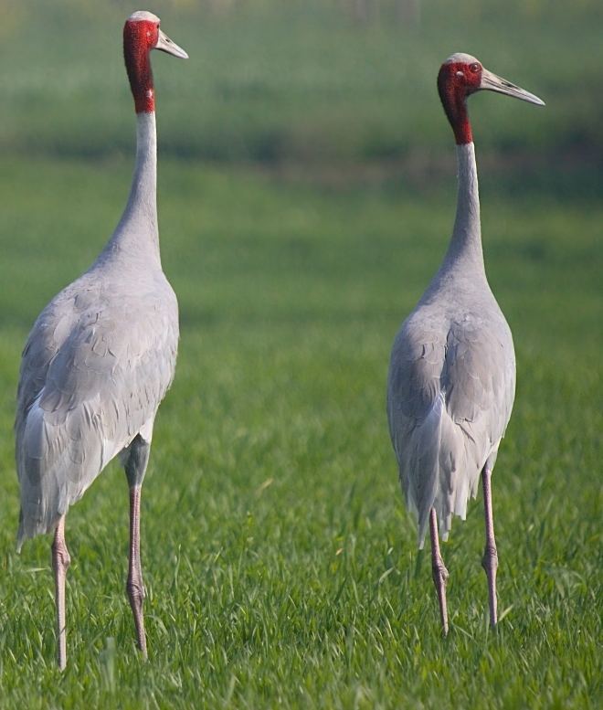 Sarus crane Birds of India Sarus Crane Grus antigone Gruidae Gruiformes