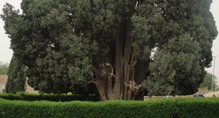 Sarv-e Abarkuh Peer of the Pyramids World39s Second Oldest Tree Lives in Iran