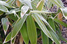 Sasa (plant) httpsuploadwikimediaorgwikipediacommonsthu