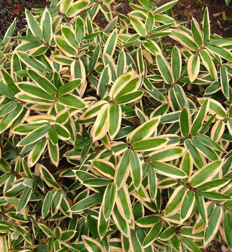 Sasa (plant) Sasa veitchii