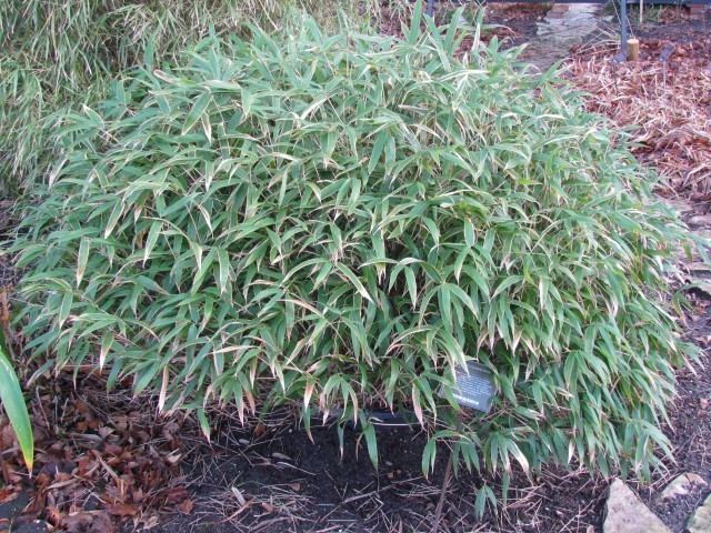 Sasa (plant) Kuma Bamboo Grass Sasa veitchii on PlantPlacescom