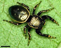 Sassacus (spider) httpsuploadwikimediaorgwikipediacommonsthu