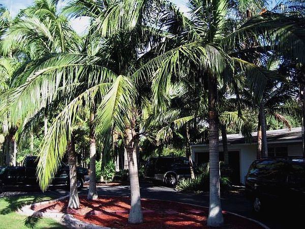 Satakentia Satakentia liukiuensis Palmpedia Palm Grower39s Guide