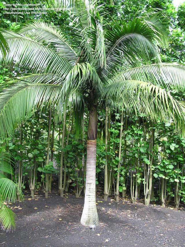 Satakentia Satakentia liukiuensis Satake Palm native to Japan grows to