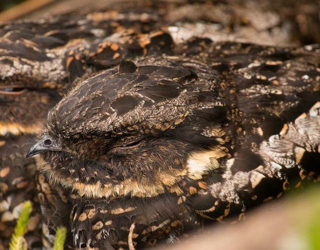 Satanic nightjar Oriental Bird Club Image Database Satanic Nightjar Eurostopodus