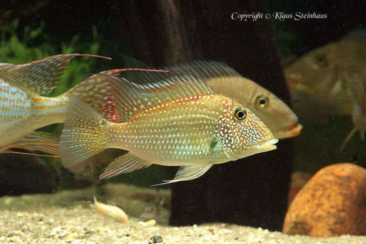 Satanoperca Satanoperca leucosticta Whitespot Eartheater Geophagus