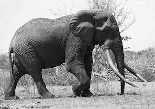 Satao (elephant) Satao elephant Wikipedia