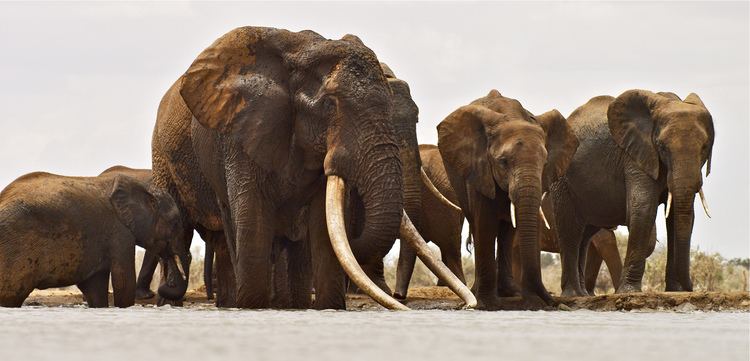 Satao (elephant) Beloved African Elephant Killed for IvoryquotMonumentalquot Loss