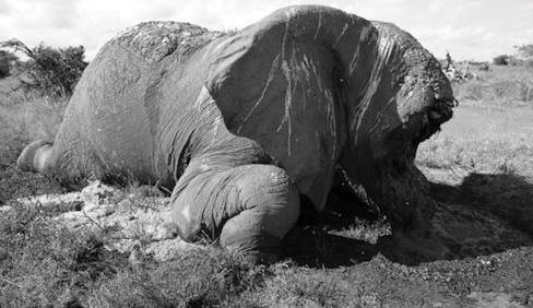 Satao (elephant) Satao Killed by Poachers