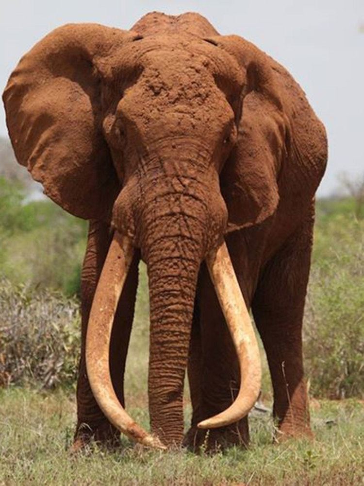Satao (elephant) Satao the 39iconic39 tusker elephant is killed by poachers in Kenya