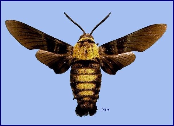 Sataspes (moth) tpittawaytripodcomchinastagc2jpg