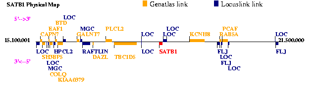 SATB1 Genatlas sheet