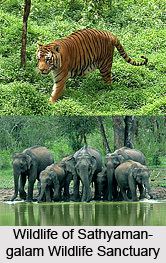 Sathyamangalam Wildlife Sanctuary wwwindianetzonecomphotosgallery851Wildlife