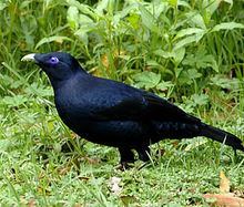 Satin bowerbird httpsuploadwikimediaorgwikipediacommonsthu