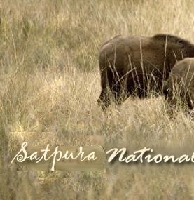 Satpura National Park Satpura National Park Satpura Tiger Reserve Satpura Safari Booking