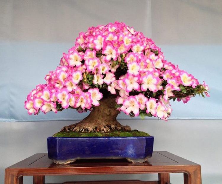 Satsuki azalea bonsaibarkcomwpcontentuploads07floweringaza