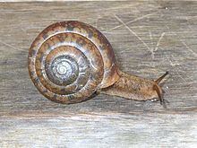 Satsuma (gastropod) httpsuploadwikimediaorgwikipediacommonsthu