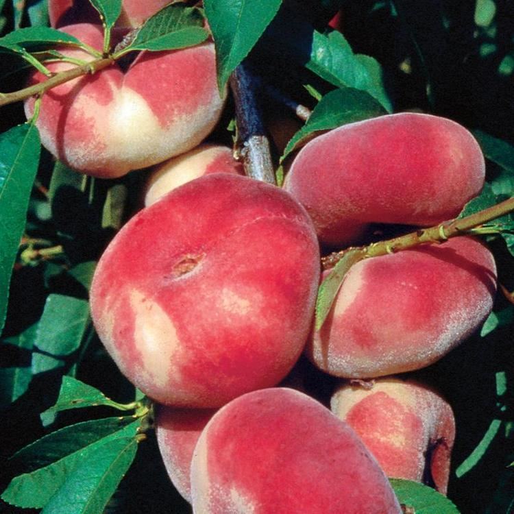 Saturn Peach Stark Saturn Peach Peach Trees Stark Bro39s