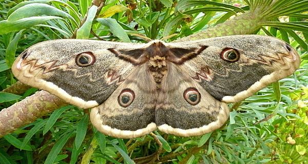 Saturnia (moth) tpittawaytripodcomsilkspyra4jpg