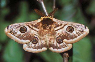 Saturnia spini Moths and Butterflies of Europe and North Africa