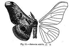 Saturnia zuleika httpsuploadwikimediaorgwikipediacommonsthu