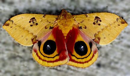 Saturniidae GIANT SILKMOTHS AND ROYAL MOTHSFamily Saturniidae Photo Gallery by