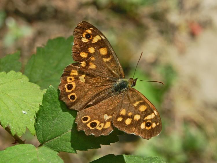 Satyrinae FileSatyrinae Pararge aegeriaJPG Wikimedia Commons