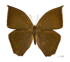 Satyrinae Satyrinae Wikipdia