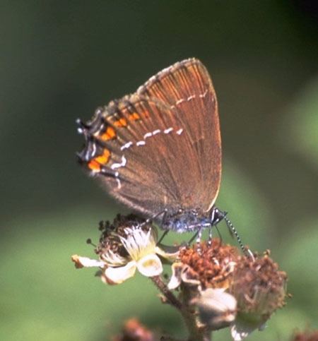 Satyrium (butterfly) Ilex hairstreak Satyrium ilicis