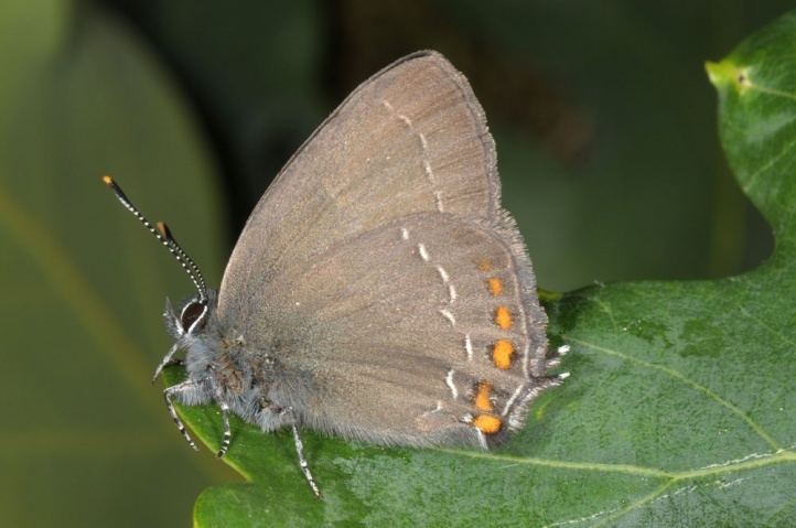 Satyrium ilicis European Lepidoptera and their ecology Satyrium ilicis