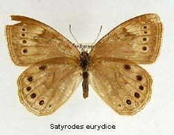Satyrodes eurydice Satyrodes eurydice Eyed Brown Discover Life